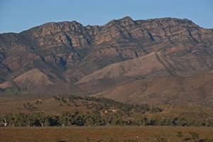 Images Dated 17th October 2008: Flinders Ranges National Park, South Australia, Australia, Pacific