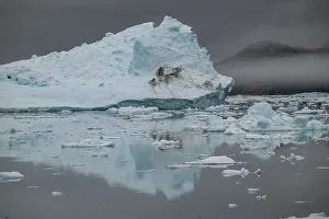 Greenland Prints: Floating iceberg near the Eqi glacier