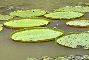 Images Dated 23rd May 2007: Floating lily leaves