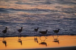 Silhouetted Gallery: A flock of adult willets (Tringa semipalmata) feeding at sunset on the beach near Moss Landing
