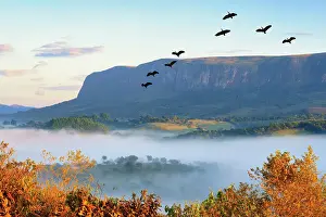 Spread Wings Prints: Flock of Bare-faced Ibis (Phimosus infuscatus) flying over Serra da Canastra Mountains
