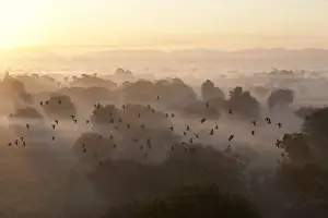 North India Prints: Flock of birds flying above atmospheric misty early morning landscape of trees