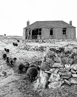 Monochrome Prints: A flock of black sheep and derelict building on the Isle of Scalpay