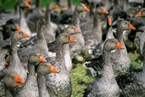 Feathered Prints: Flock of geese gathered in the Lot department