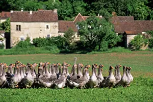 Avian Prints: Flock of geese walking across a field with countryside houses in the background in Lot department