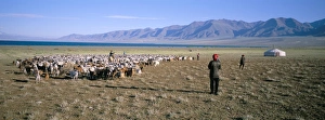 Images Dated 5th August 2008: Flock of goats