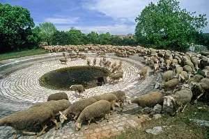 Sustainable Prints: Flock of Lacaune sheep gathering around watering place at Hermilix farm on the Larzac plateau in Aveyron