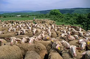 Pastoral Prints: Flock of Lacaune sheep grazing on Hermilix farm in the Larzac plateau