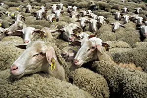 Domesticated Prints: Flock of Lacaune sheep grazing at Hermilix farm on Larzac plateau in Aveyron region of France during daylight hours