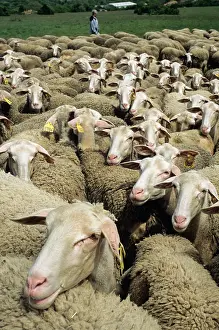 Pastoral Prints: Flock of Lacaune sheep on Hermilix farm grazing on the Larzac plateau in the Occitanie region of France during daylight