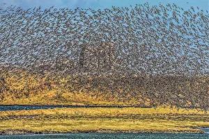 Spread Wings Prints: Flock of Oystercatchers, South Walney Nature Reserve