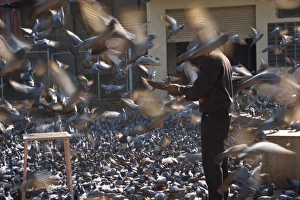 City Palace Prints: Flock of pigeons at entrance to City Palace