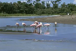 Flock of roseate spoonbills (Ajaia ajaja) in shallow water, Pacuare River