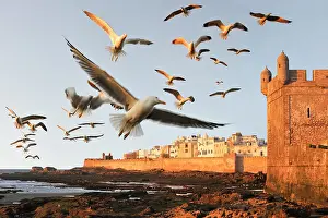 Ramparts Prints: Flock of seagulls over the ramparts and Portuguese citadel with the medina in the background