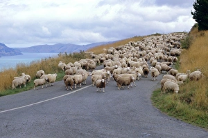 Graze Prints: Flock of sheep