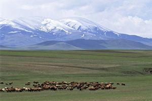 Images Dated 25th January 2000: Flock of sheep