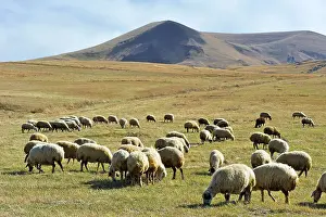 Armenia Prints: Flock of sheep on the Argitchi plateau