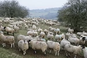 Worcestershire Collection: Flock of sheep on Cotswold hillside, Broadway, Cotswolds, Worcestershire, England