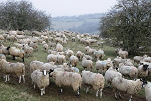 Flock of sheep on Cotswold hillside, Broadway, Cotswolds, Worcestershire, England