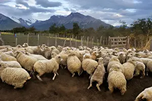 Estancia Prints: Flock of sheep, Estancia Nibepo Aike on the Argentino lakeshore
