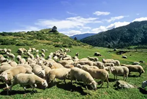Pasture Prints: Flock of sheep grazing on grass at Pailheres Pass in Donezan region of France on a sunny day