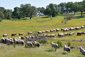 Alentejo Prints: Flock of sheep grazing in meadows during sunny day in Alentejo region of Portugal