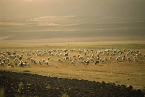 Kurdistan Prints: Flock of sheep, important in the Kurdish economy, Kurdistan, Anatolia, Turkey