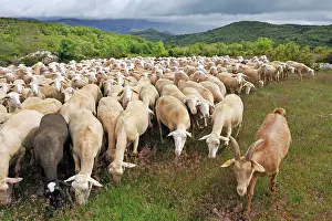Grassland Prints: Flock of sheep moving across the grassland in Southern Cevennes region of France in springtime