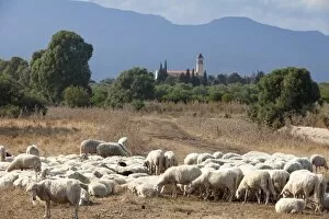 Images Dated 14th September 2009: Flock of sheep near Pula, Cagliari Province, Sardinia, Italy, Mediterranean, Europe