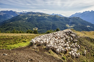 Flock Of Sheep Prints: A flock of sheep in the pastures of Mount Padrio, Orobie Alps, Valtellina, Lombardy