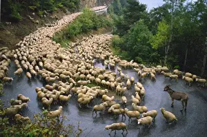 Country Road Prints: Flock of sheep and a single donkey on the road during the autumn transhumance from Haute Savoy to Provence