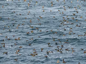 Loss Prints: Flock of short-tailed shearwaters flying over the water in the Bering Sea
