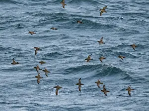 Oceanic Prints: Flock of short-tailed shearwaters flying over the waves in the Baby Islands of Alaska