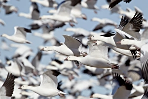 Taking Off Prints: Flock of snow goose (Chen caerulescens) blasting off
