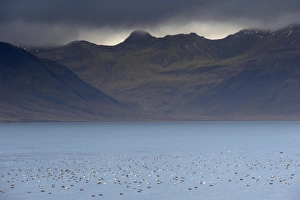 Images Dated 10th October 2008: Flocks of Eider ducks (Somateria mollissima) on sheltered waters of Kolgrafafjordur fjord near