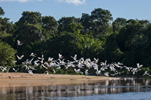 Flock Of Birds Prints: Flocks of Graza Mora, Pantanal Conservation Area