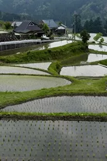 Images Dated 12th May 2009: Flooded rice paddy terraces in early spring in mountain village of Hata