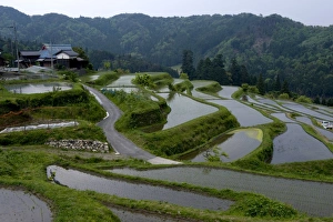 Images Dated 12th May 2009: Flooded rice paddy terraces in early spring in mountain village of Hata