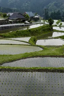 Flooded rice paddy terraces in early spring in mountain village of Hata