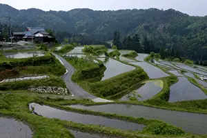 Terraces Prints: Flooded rice paddy terraces in early spring in mountain village of Hata