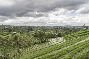 Terraced Field Prints: Flooded rice terraces of Jatiluwih on a cloudy day, Bali, Indonesia, Southeast Asia, Asia