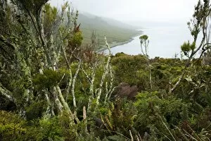 Flora on Campbell Island, Sub-Antarctic, Polar Regions