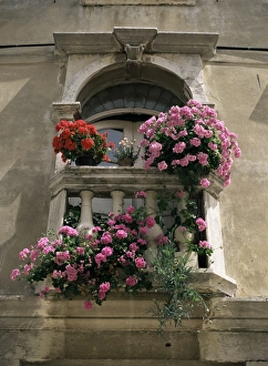 Rovinj Prints: Floral balconies, Rovinj, Croatia, Europe