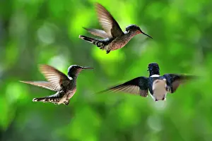 Graceful Prints: Florisuga mellivora (White-necked Jacobin) hovering