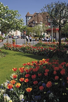 Calvados Prints: Flower beds with tulips in town centre, Deauville, Calvados, Normandy, France, Europe