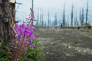 Flower blooming in a dead tree forest on the Tolbachik volcano, Kamchatka, Russia, Eurasia