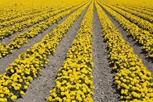 Flower farm, Lompoc, Santa Barbara County, Central California, United States of America
