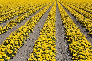 Images Dated 15th July 2009: Flower farm, Lompoc, Santa Barbara County, Central California, United States of America