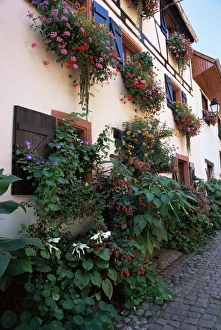 Haut Rhin Prints: Flower-filled village street, Eguisheim, Haut-Rhin, Alsace, France, Europe