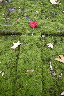 Flower on a grave, Paris, France, Europe